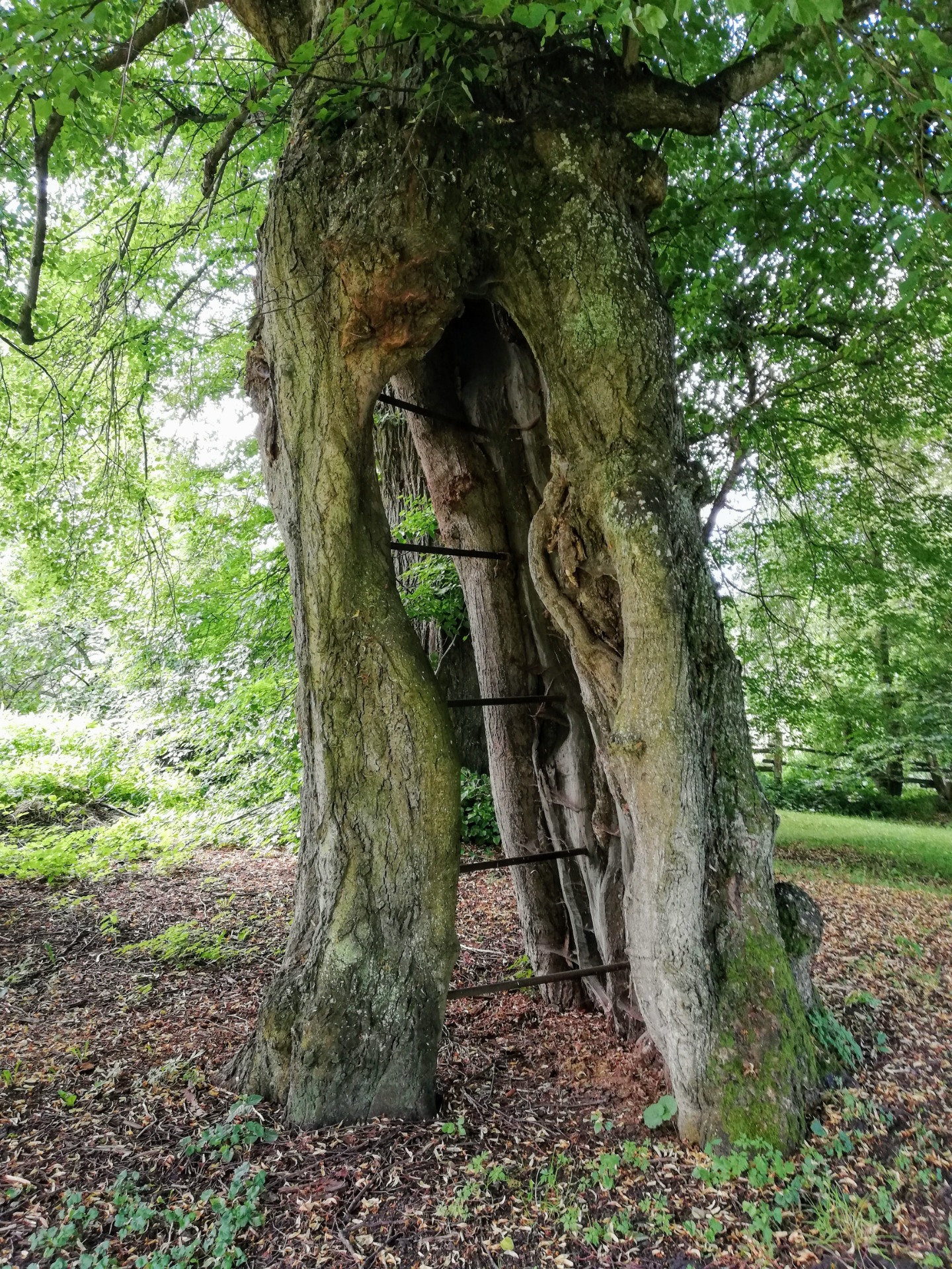 Alte Linde vor dem Schmiedenhof